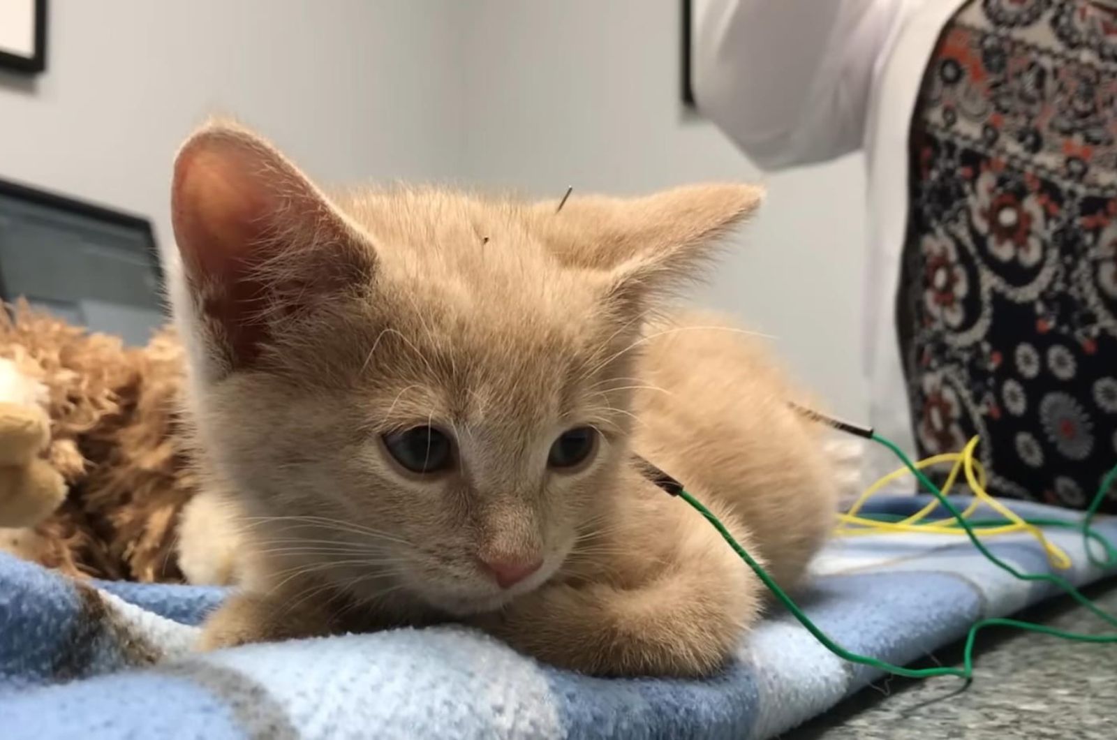 kitten is lying still