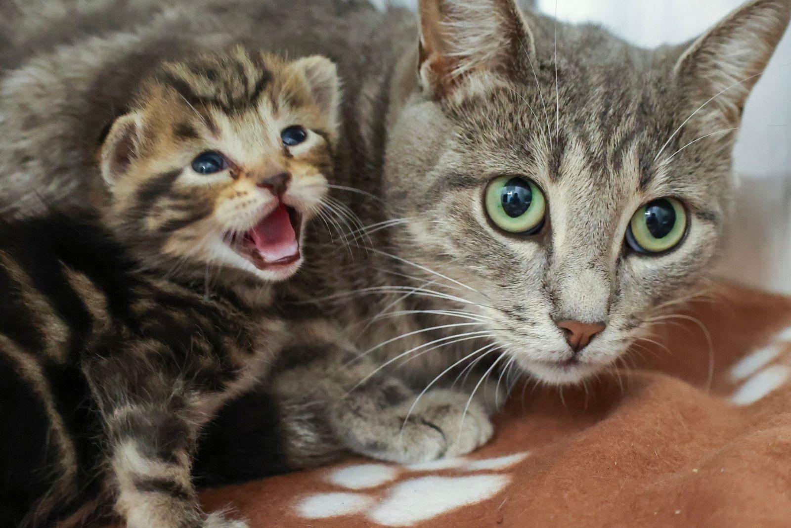 kitten next to a senior cat