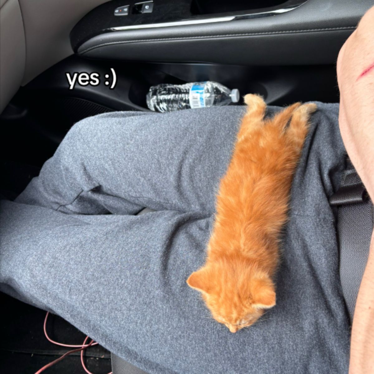 kitten on a man's legs in a car