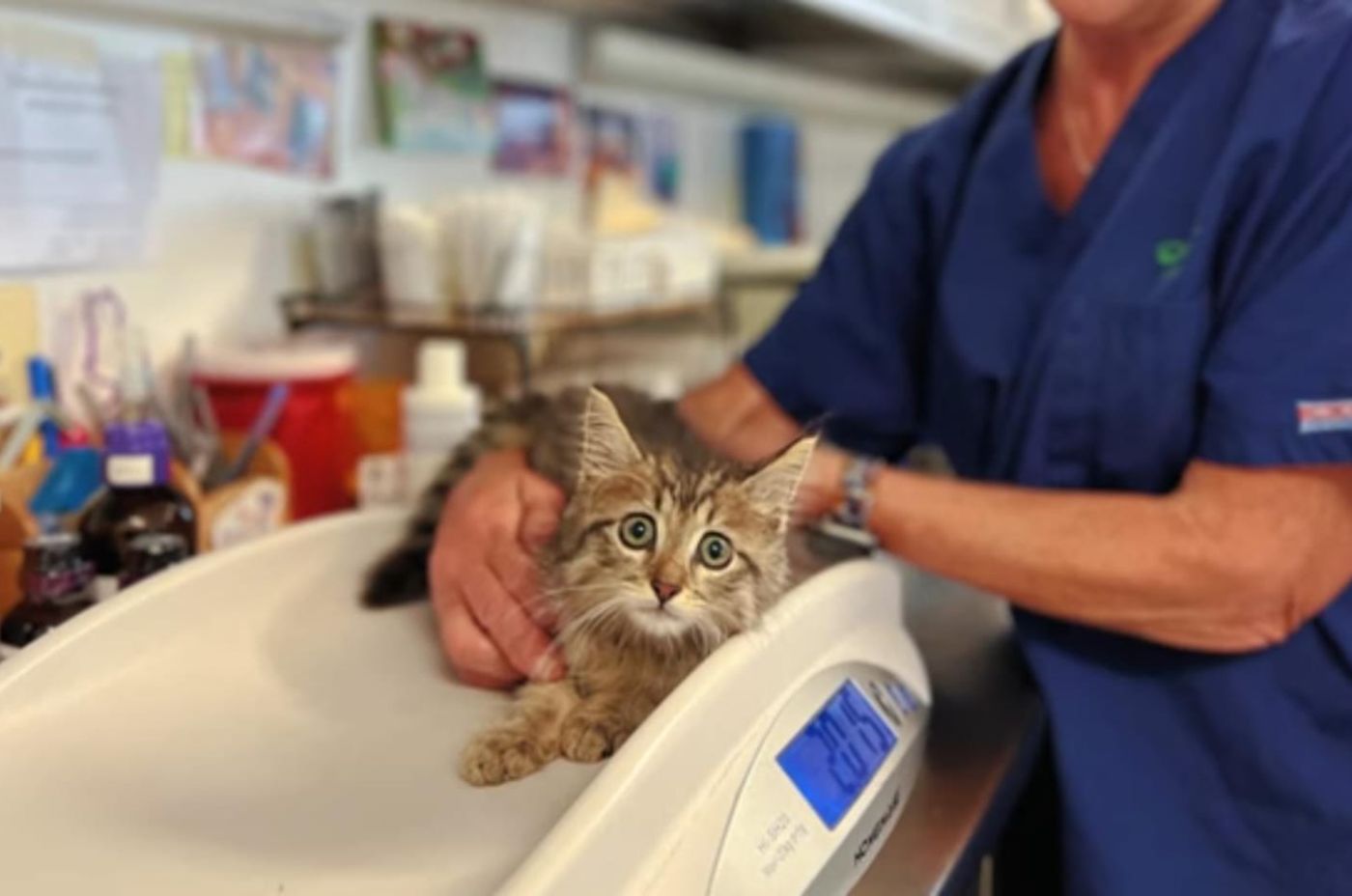 kitten on the scale