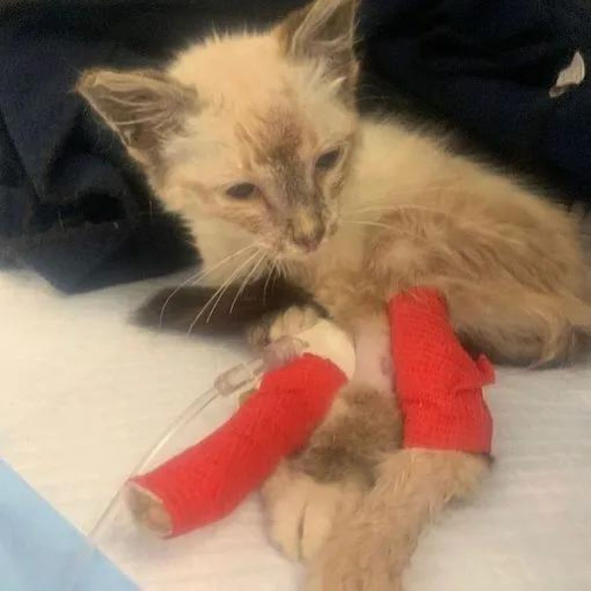 kitten paws in bandages