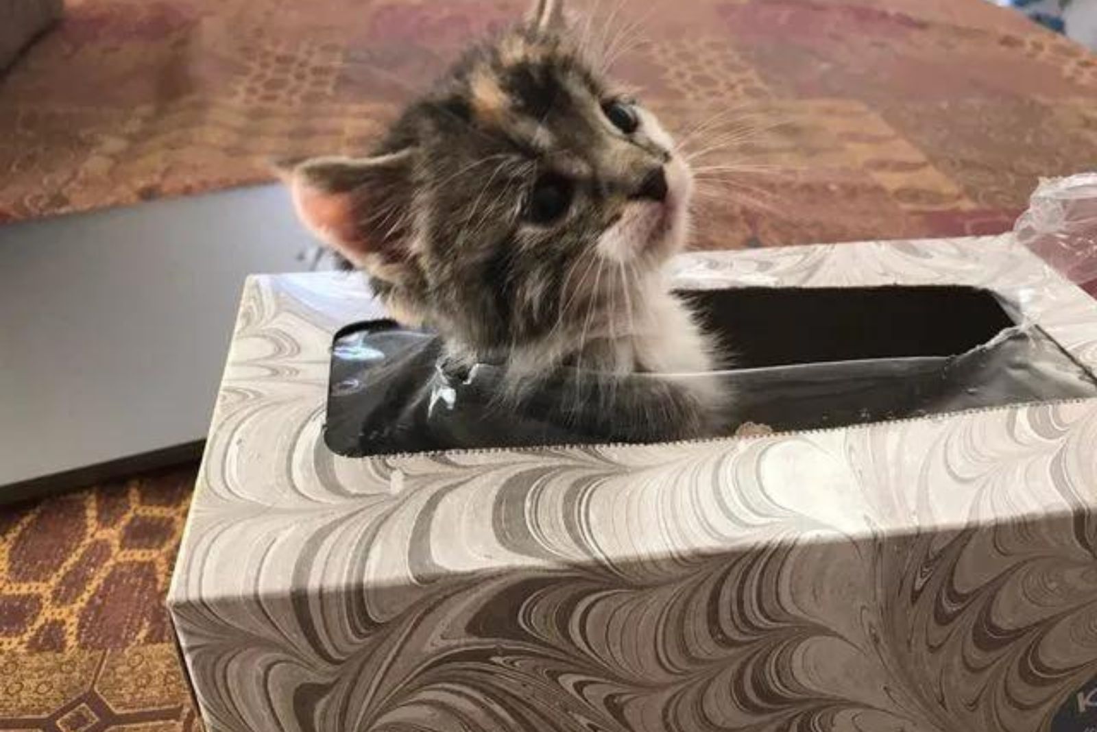 kitten peeks out of the box