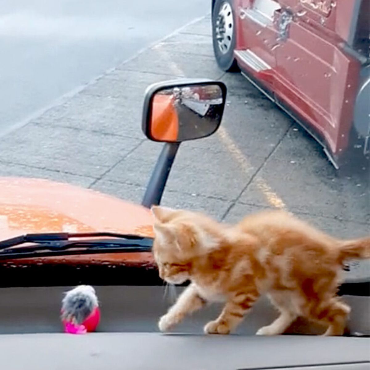 kitten playing in truck