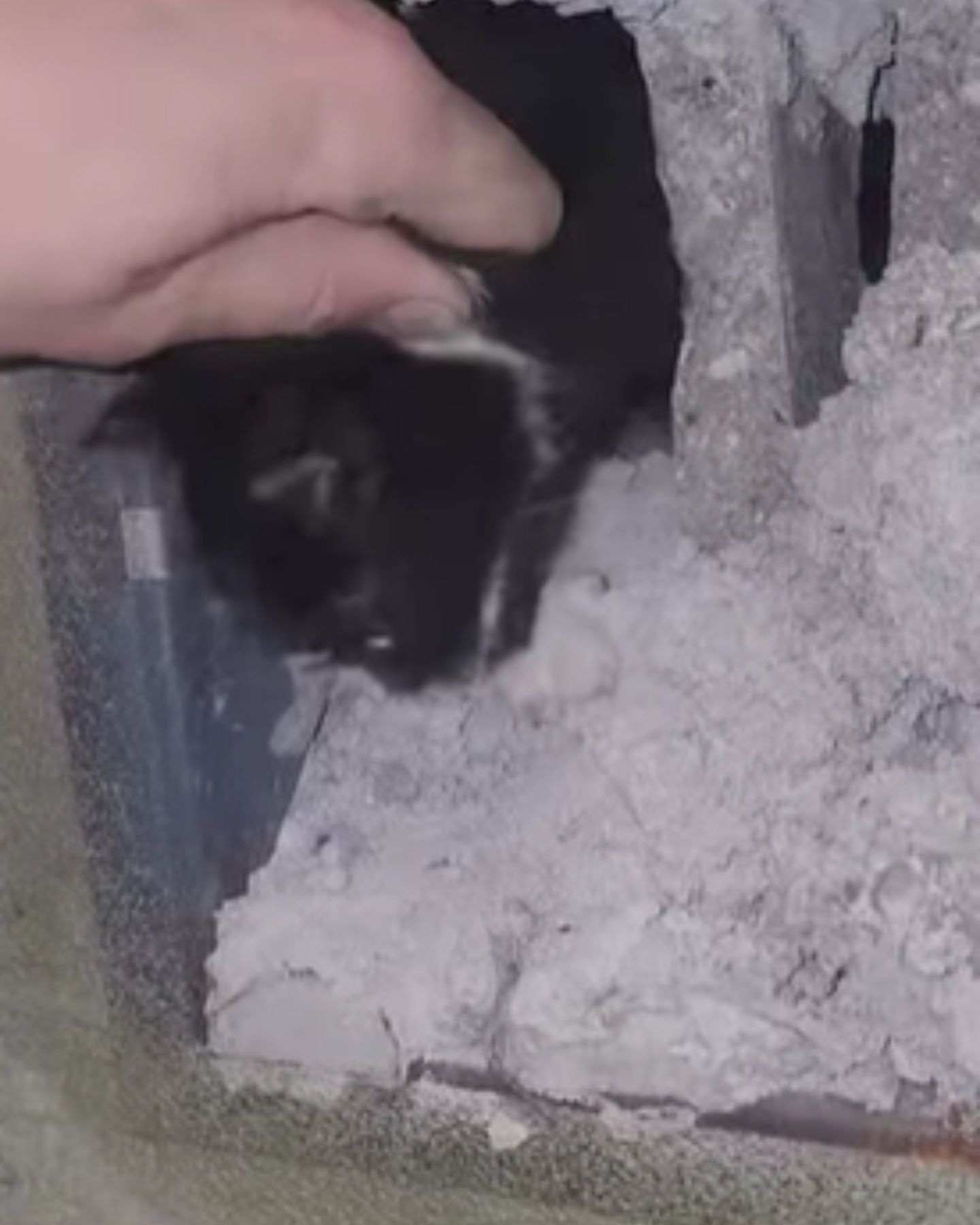 kitten rescue
