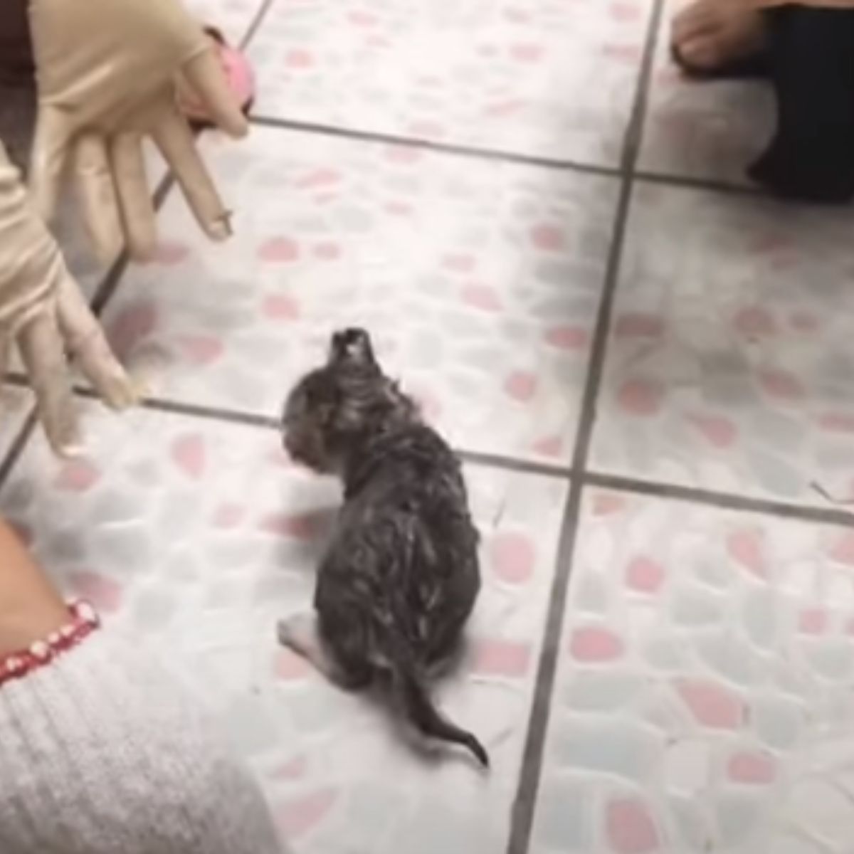 kitten saved from glue