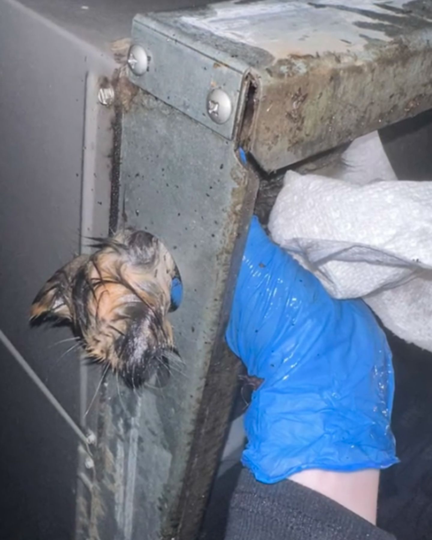kitten stuck in industrial ac unit