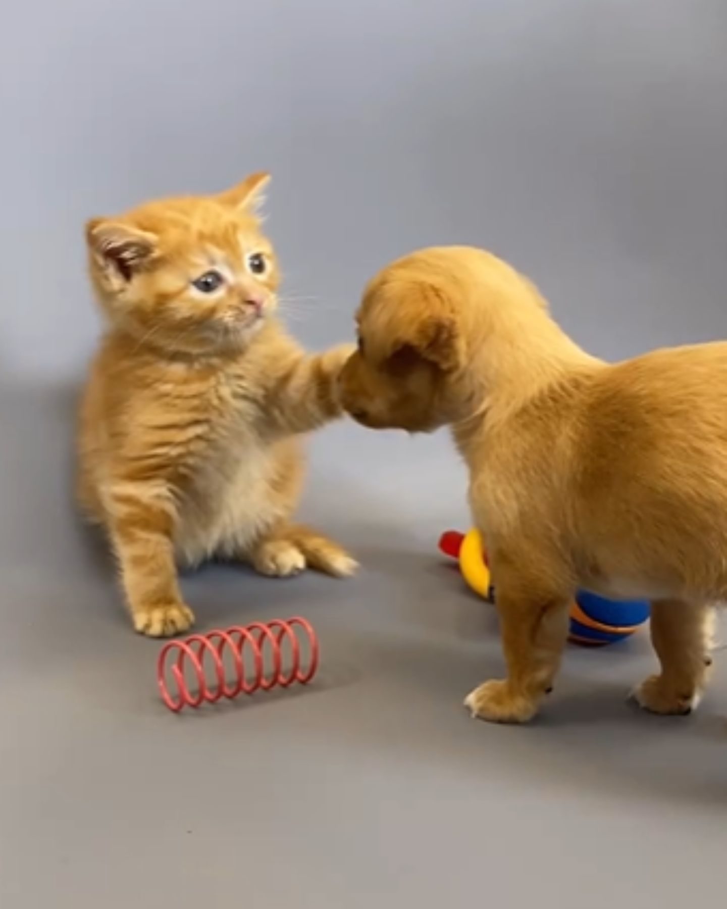 kitten touches the puppy's paw