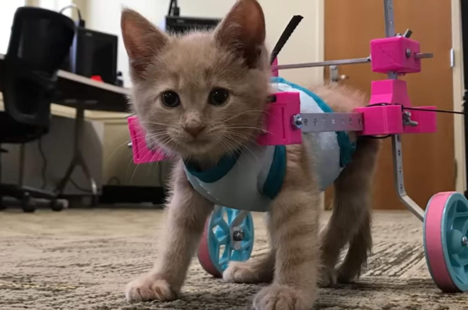 kitten tries acupuncture