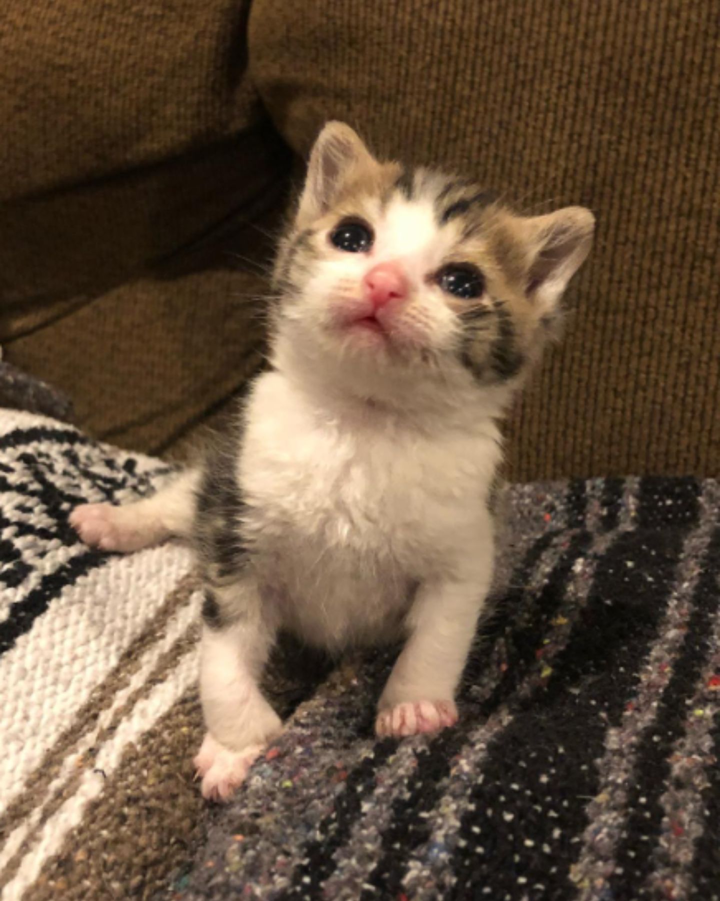 kitten with a pink muzzle