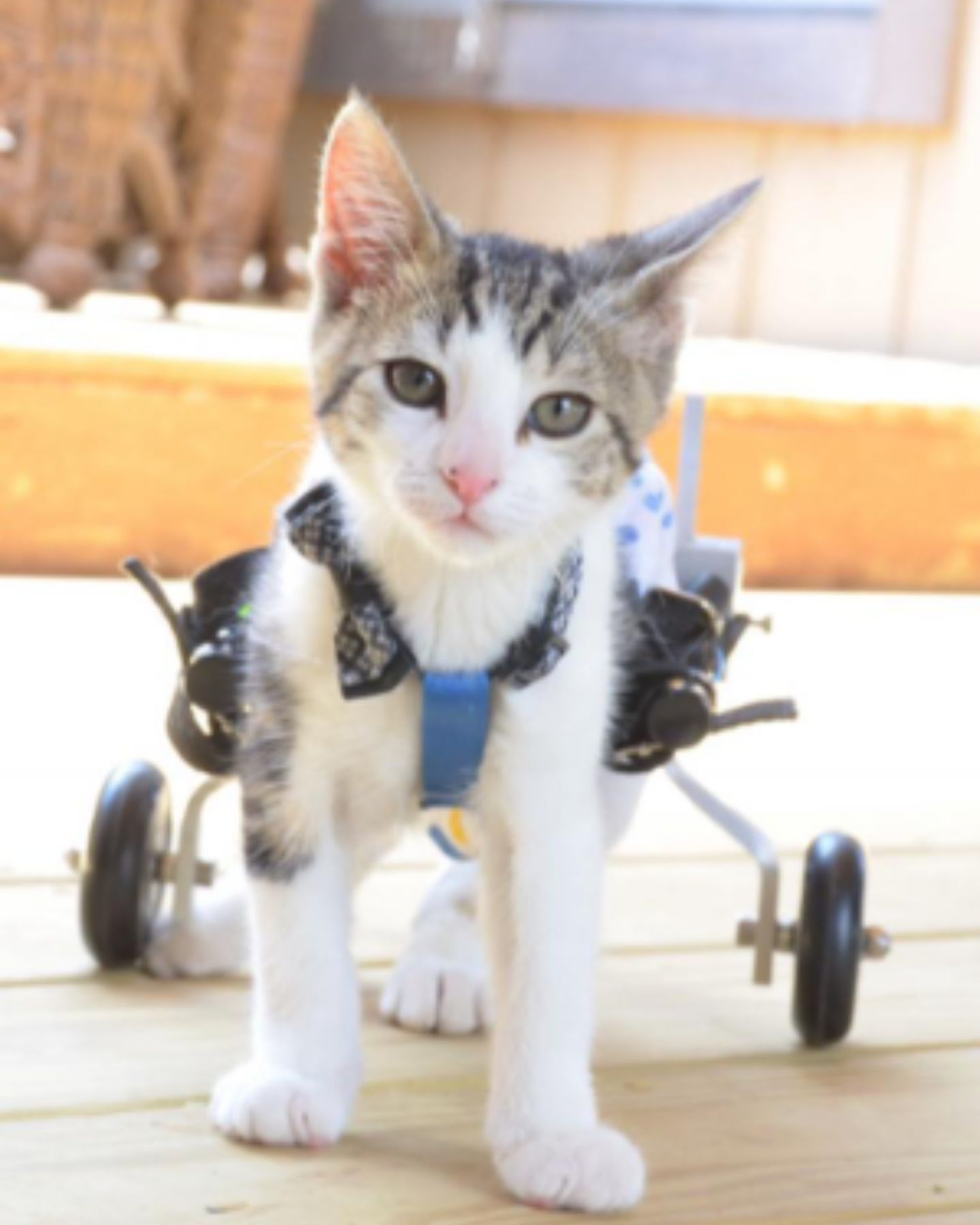 kitten with aids