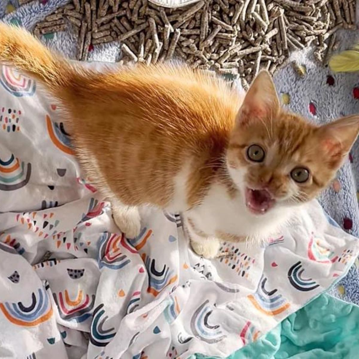 kitten with bifid nose meows