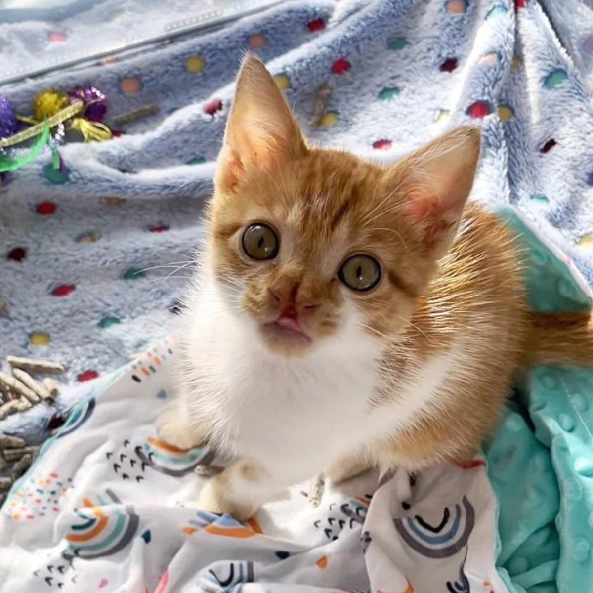 kitten with bifid nose poses for a photo
