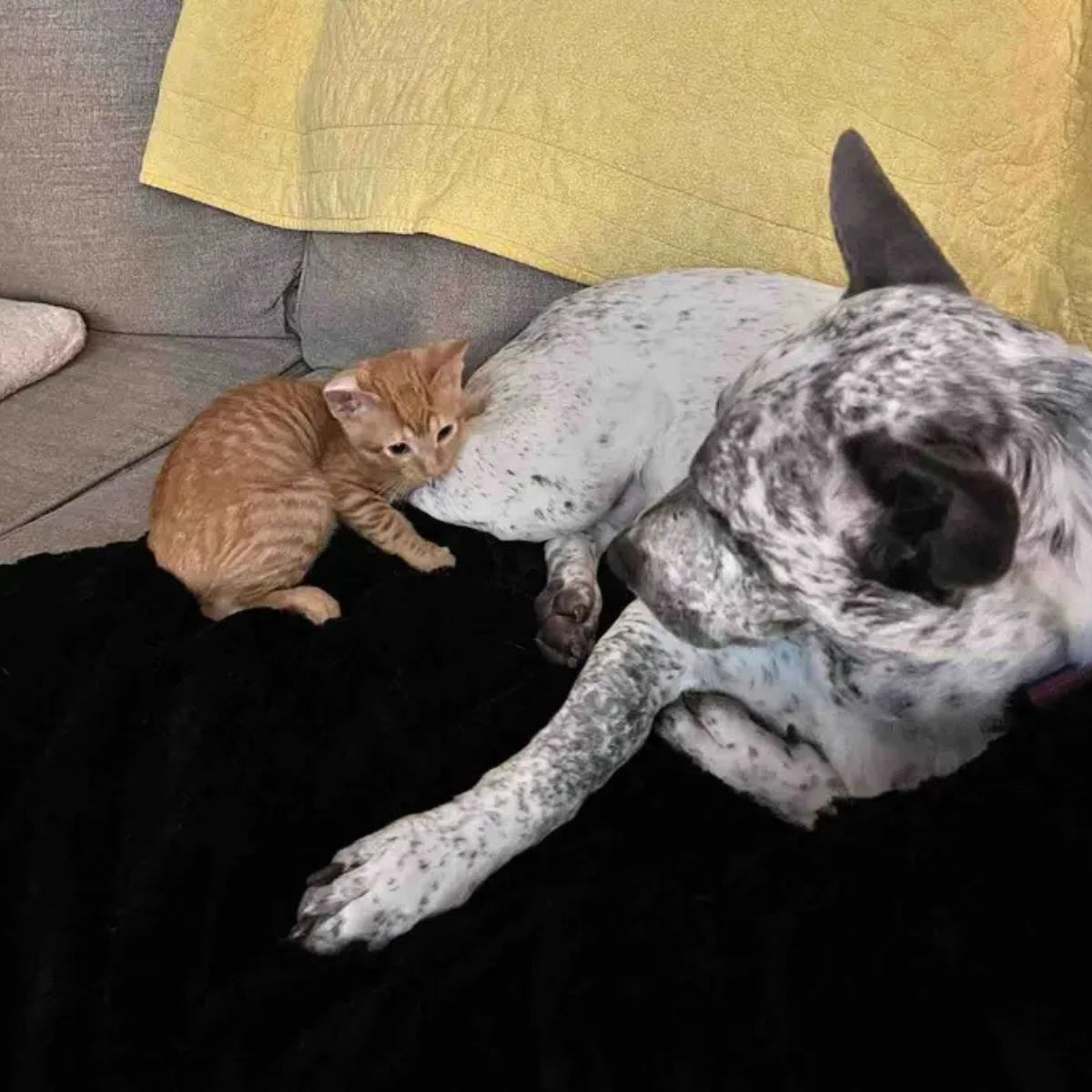 kitten with curled ear and dog