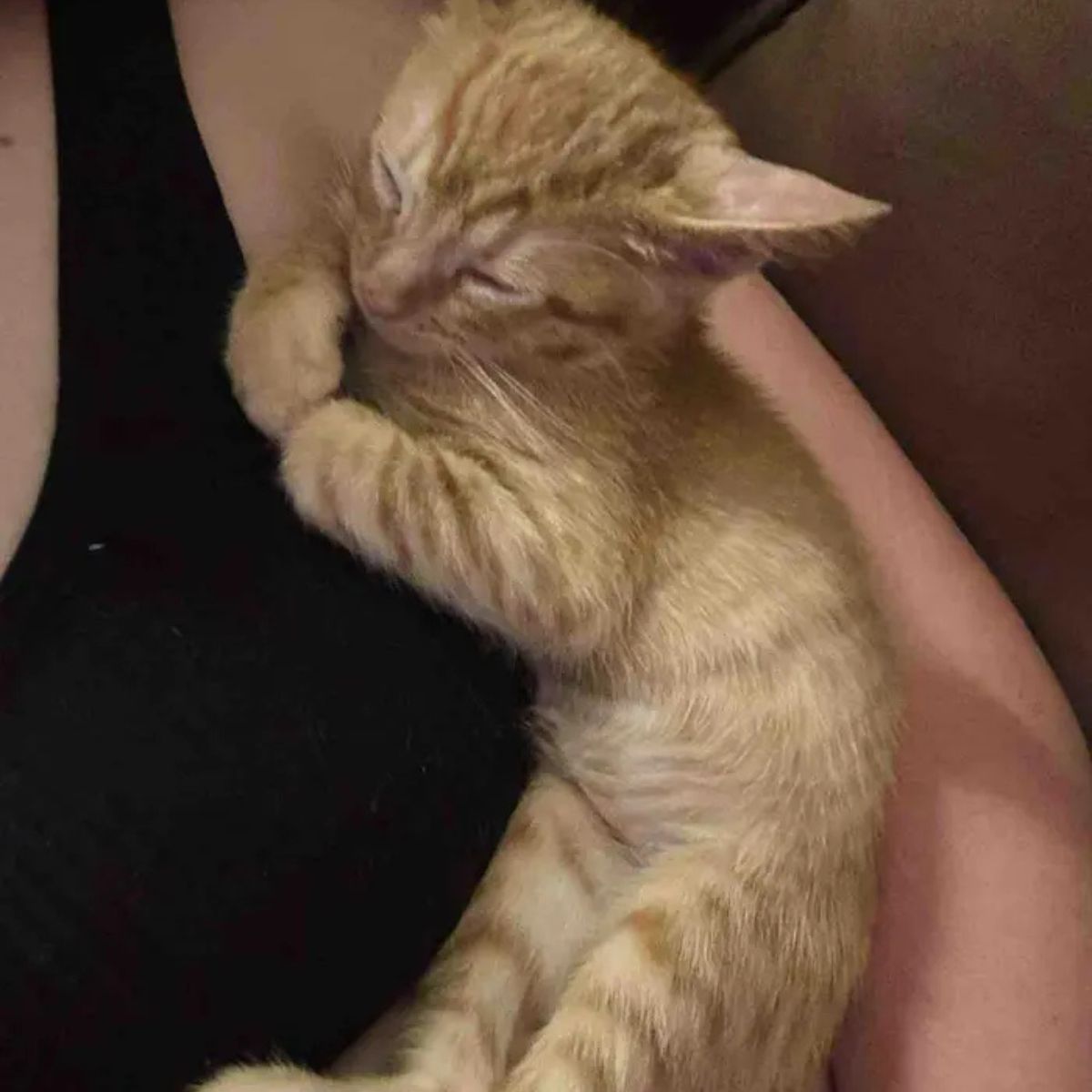 kitten with curled ear napping