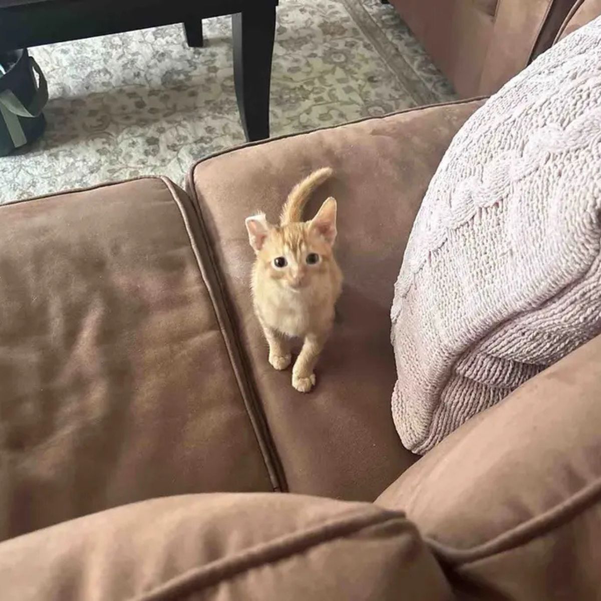 kitten with curled ear on the sofa