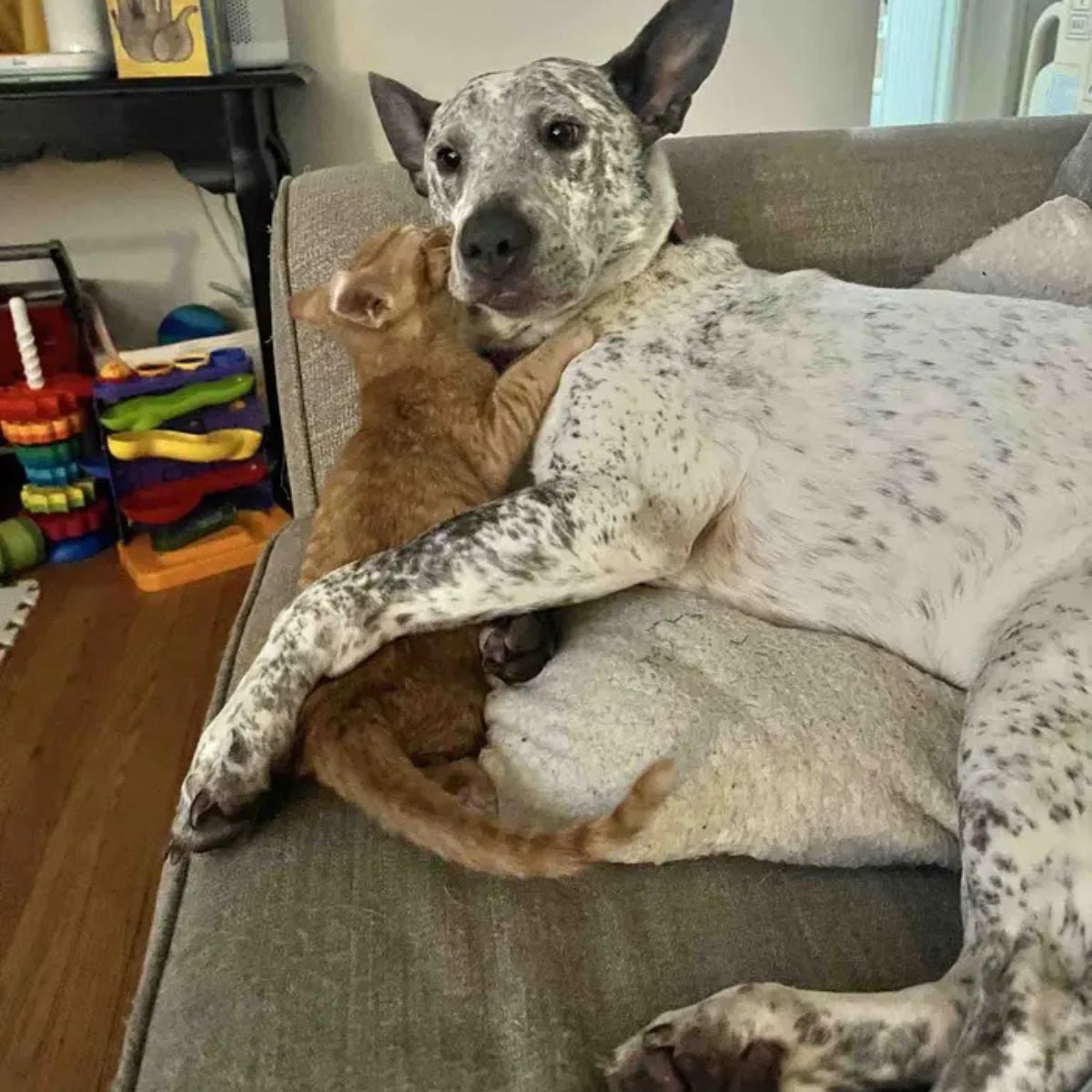 kitten with curled ear with dog