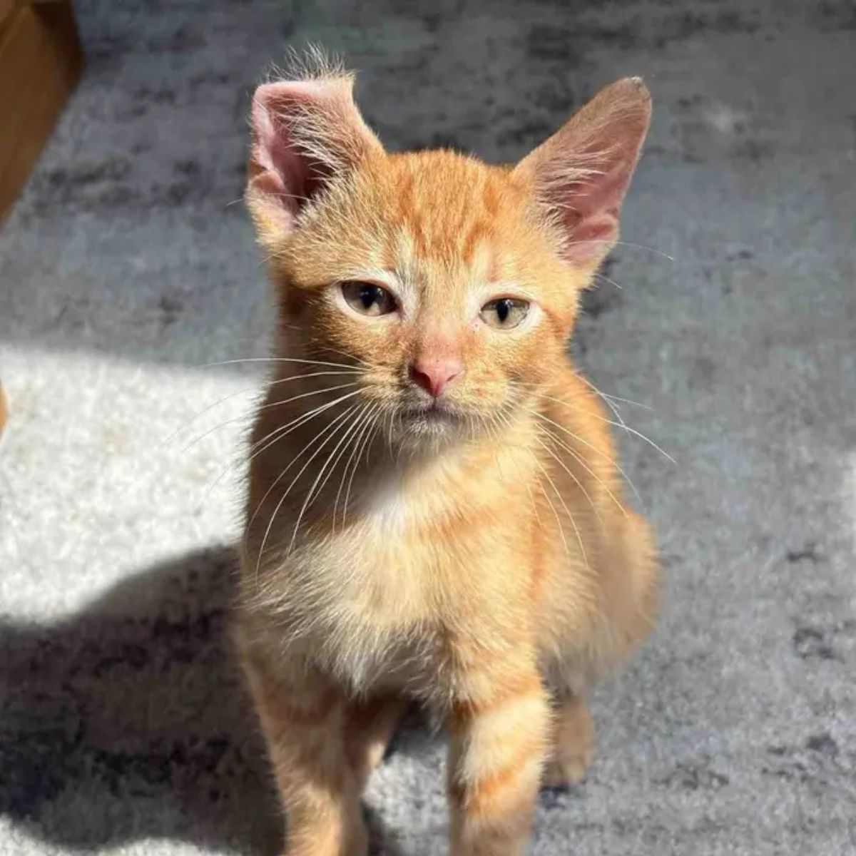 kitten with curled ear