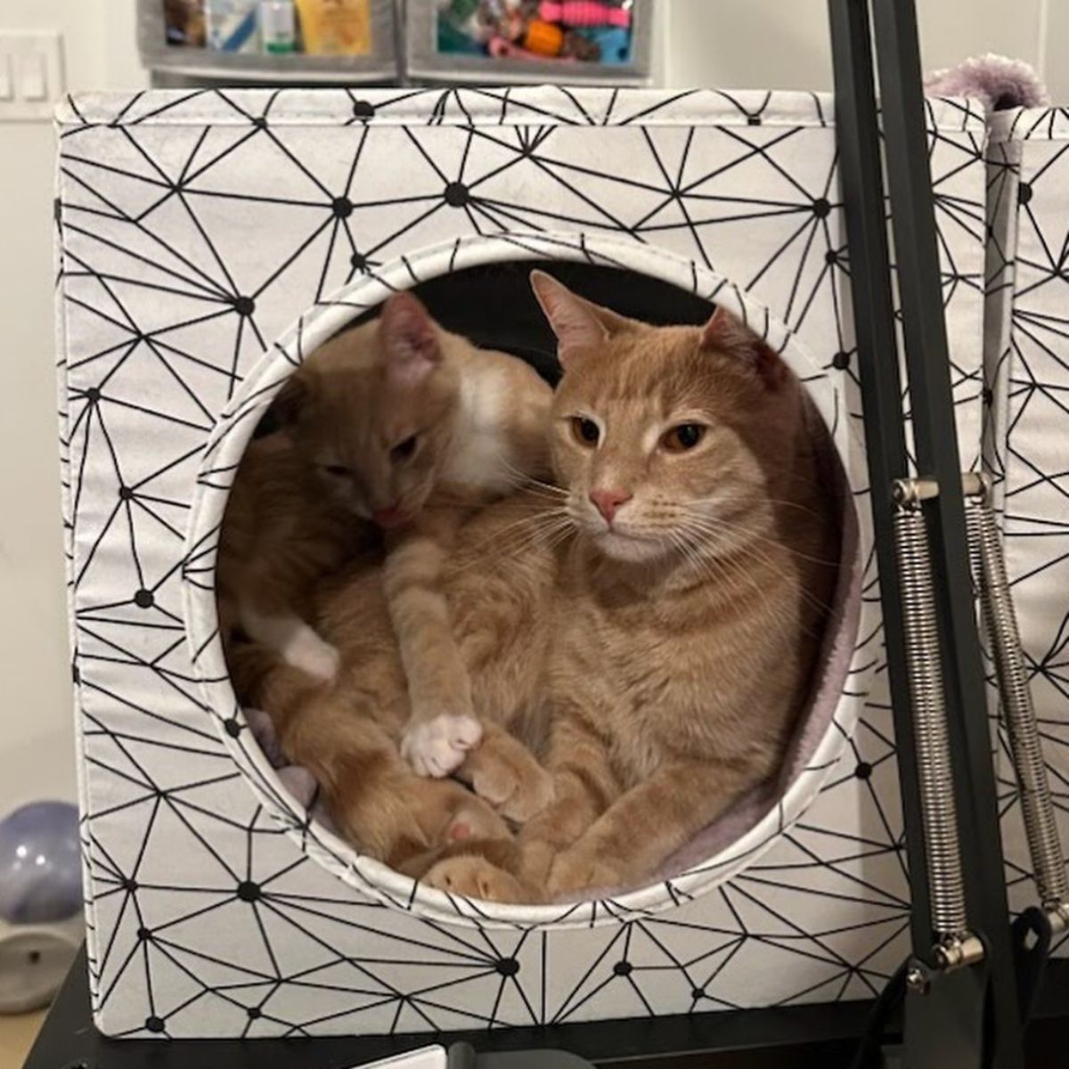 kitten with her mom