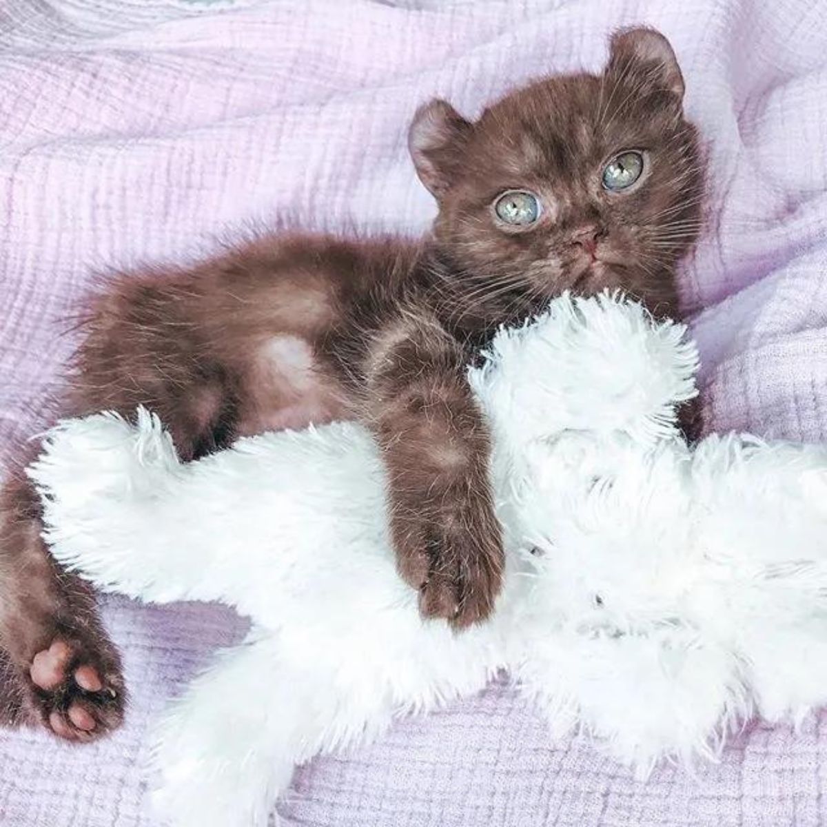 kitten with teddy bear ears and blue eyes