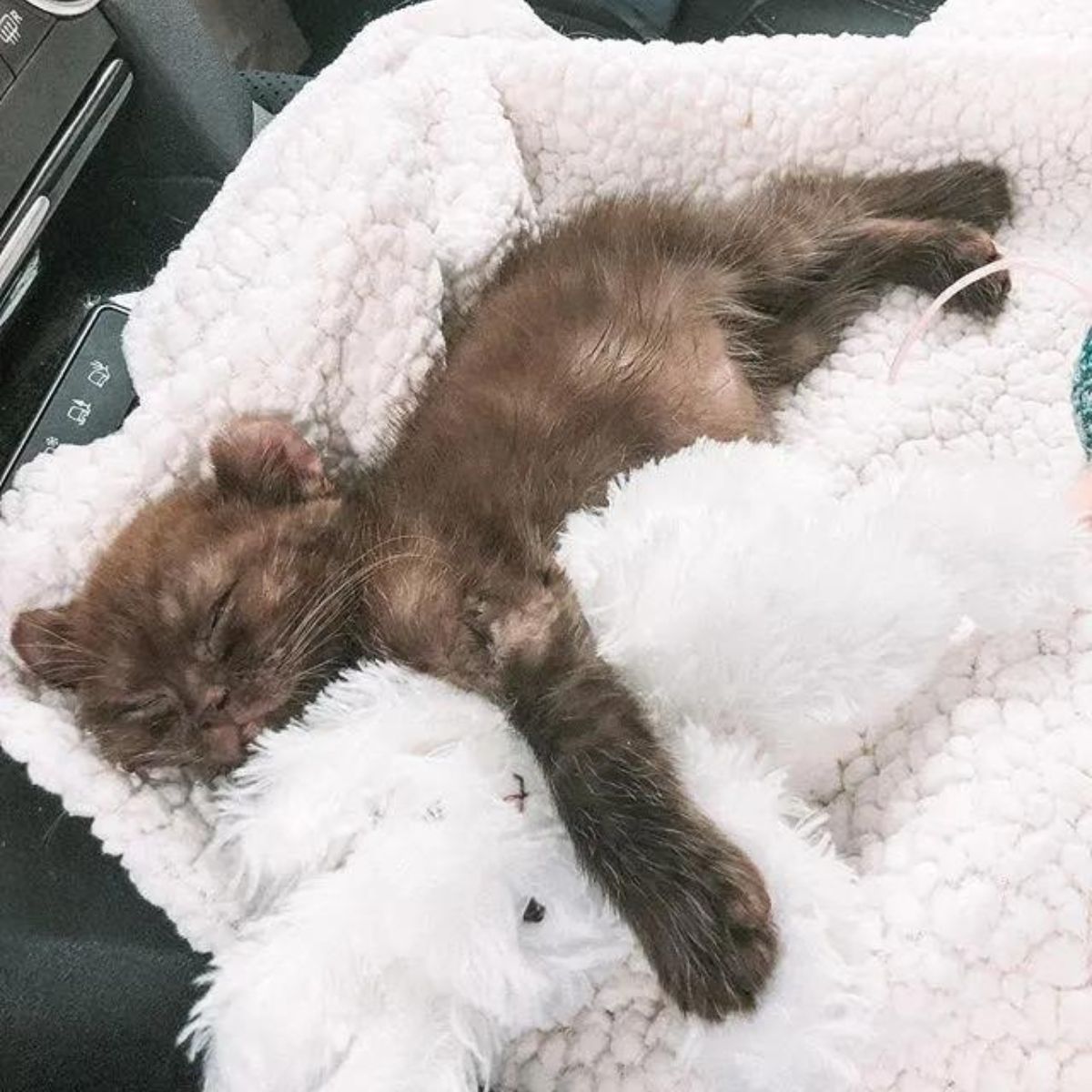 kitten with teddy bear ears sleeping