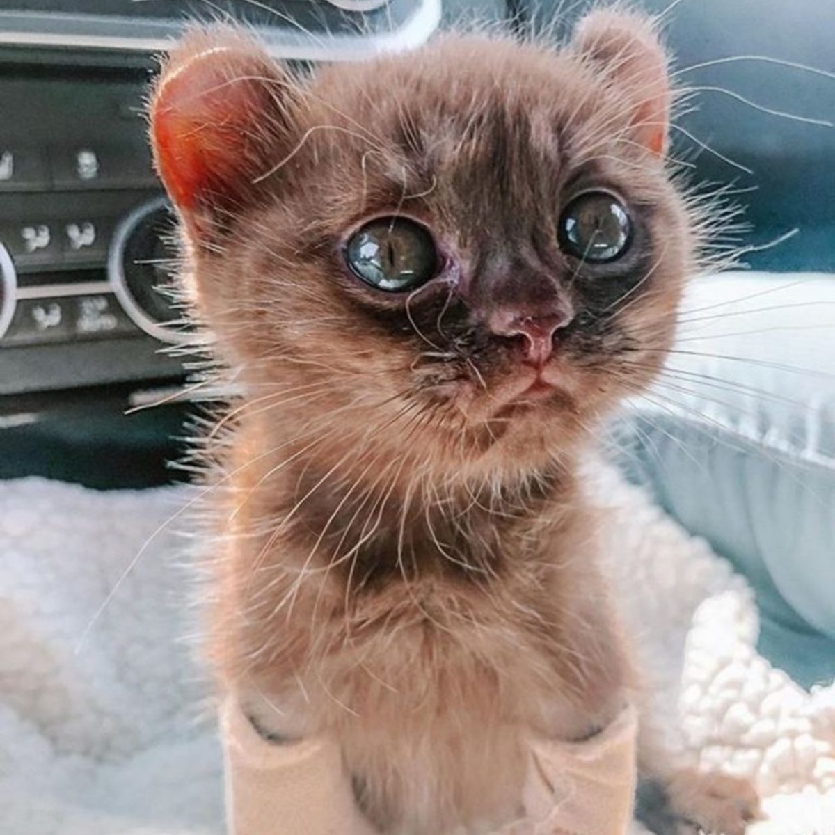 kitten with teddy bear ears