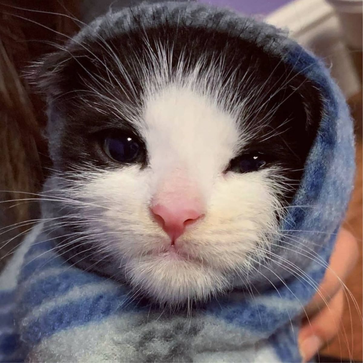 kitten wrapped in blanket