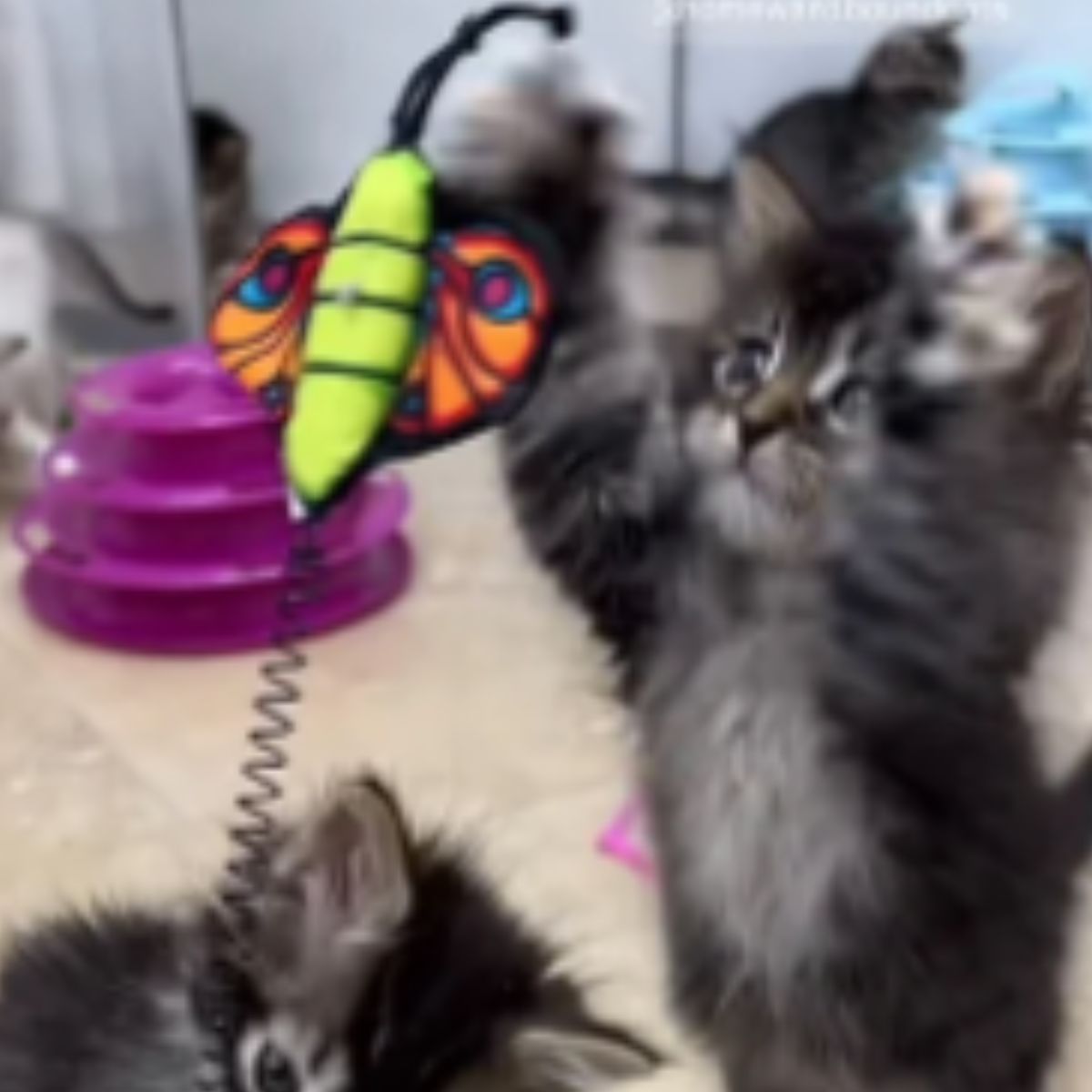kittens are playing