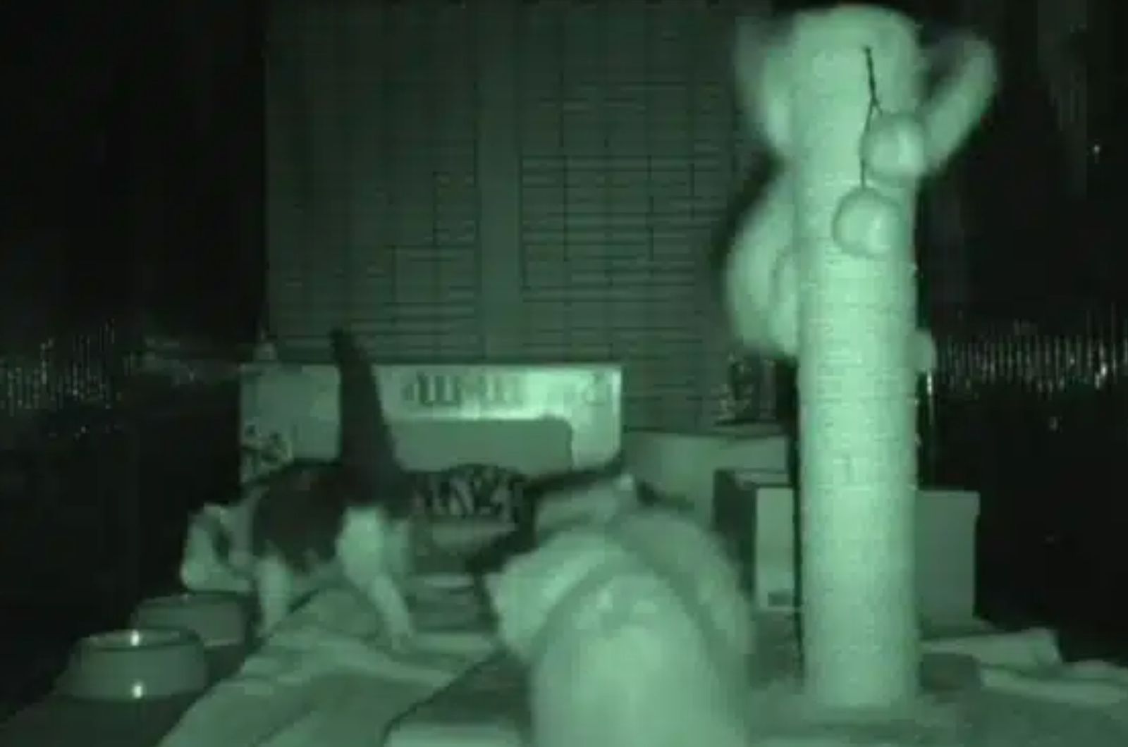 kittens on a scratching post on camera