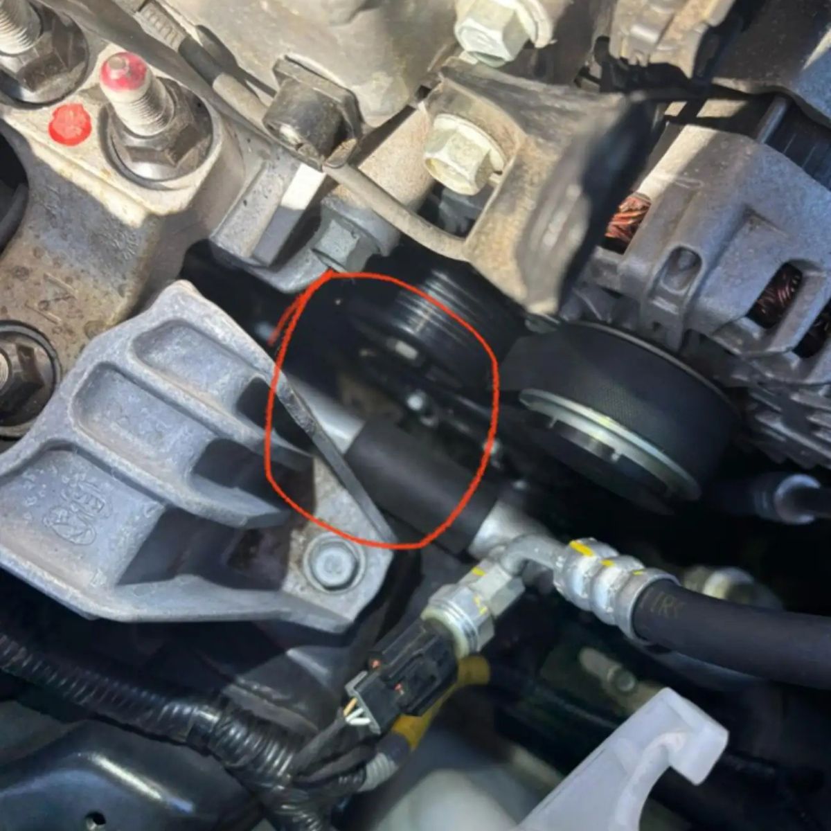 kittens under the hood in the car