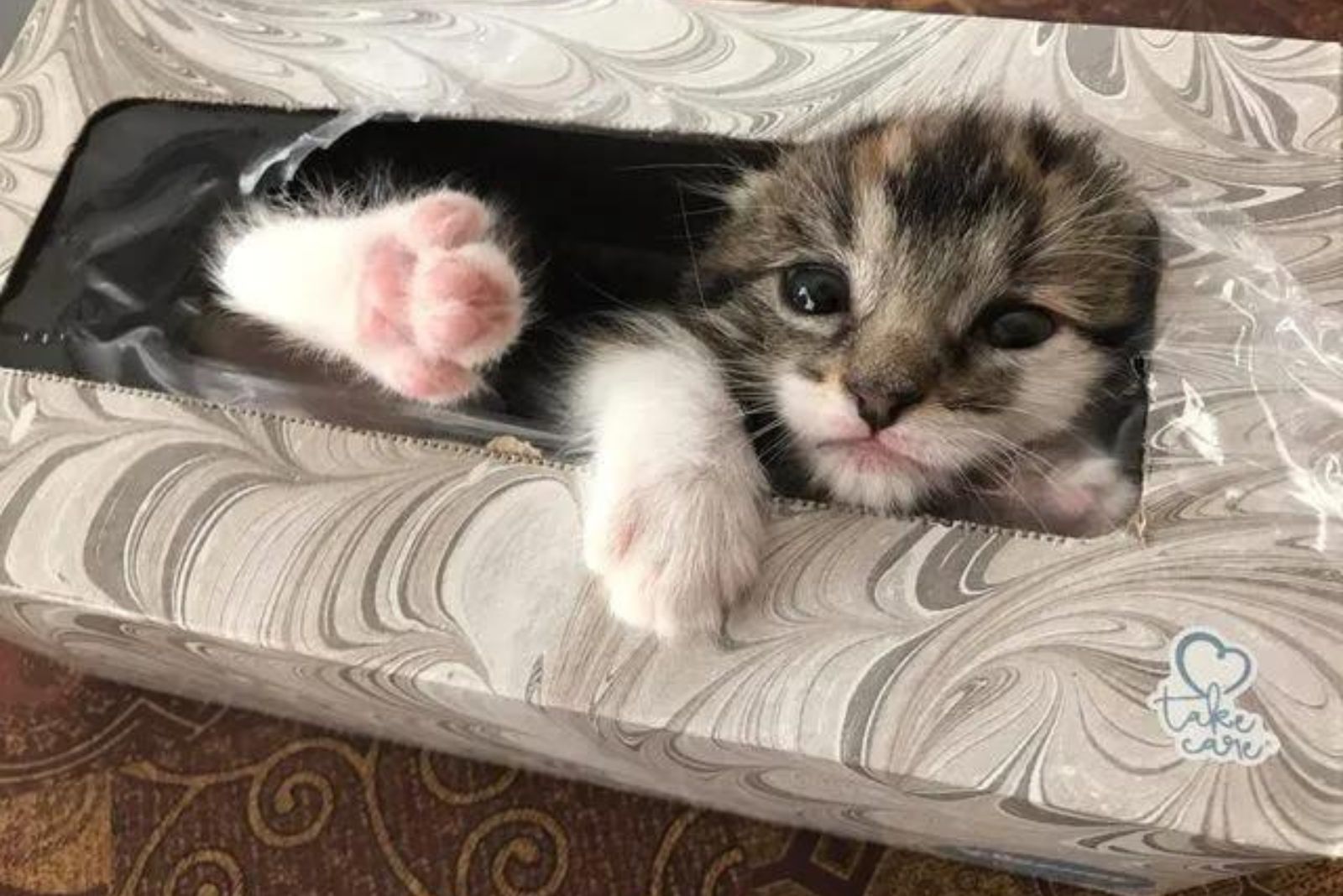 kitty in a box