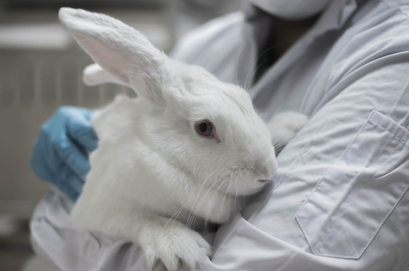 lab animal