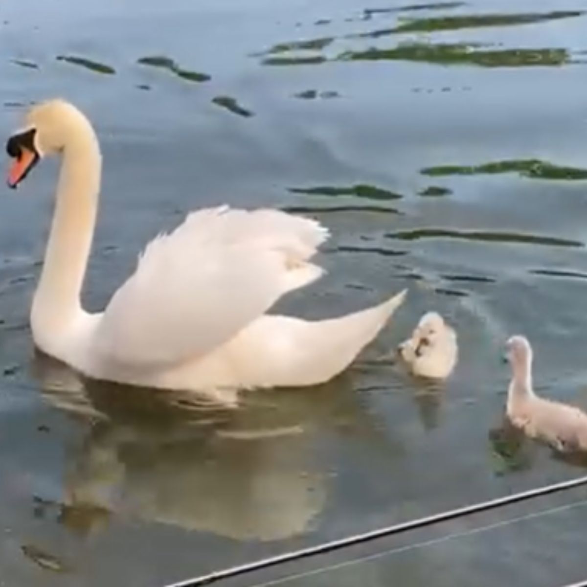 large and small swans