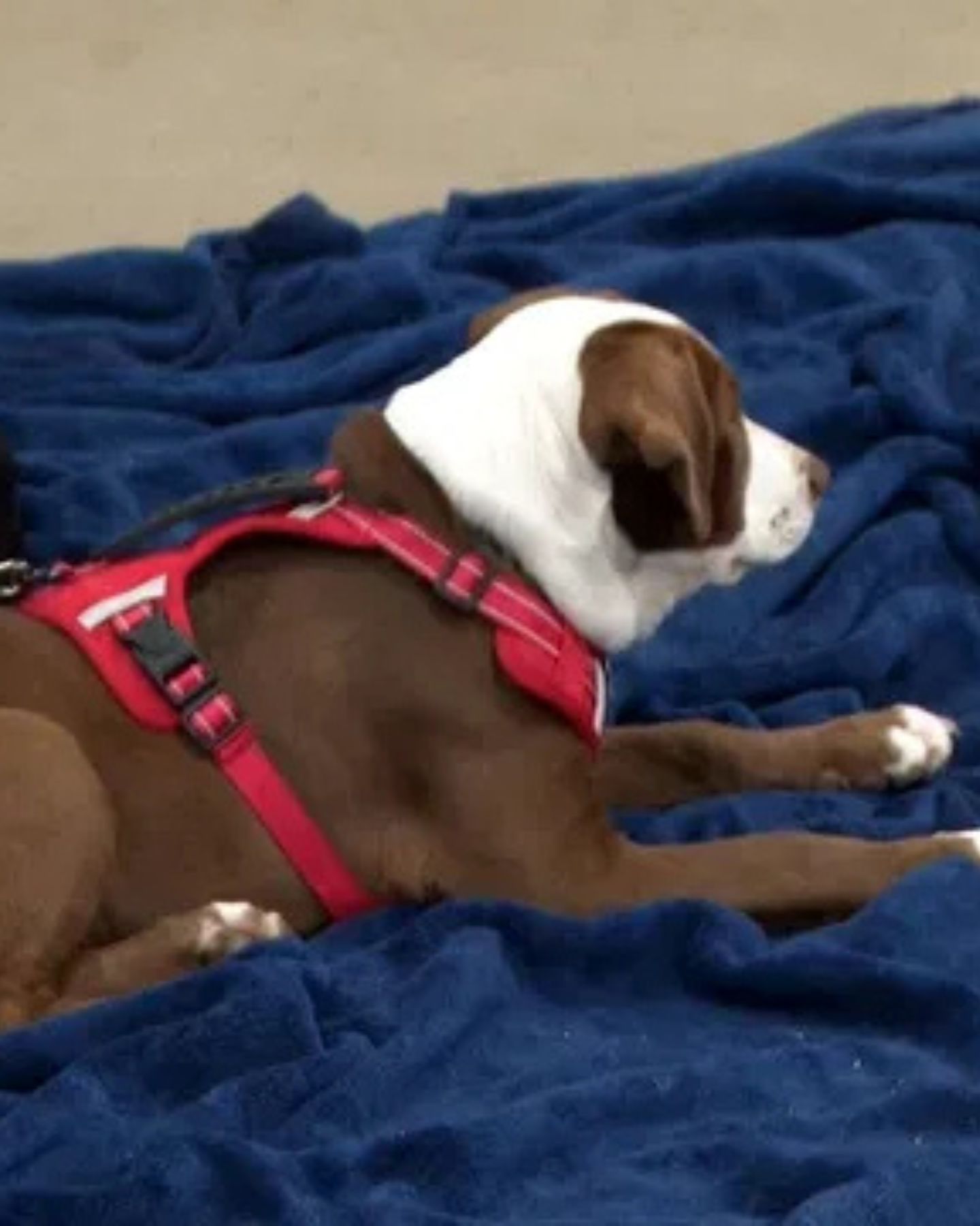 large dog on blue blanket