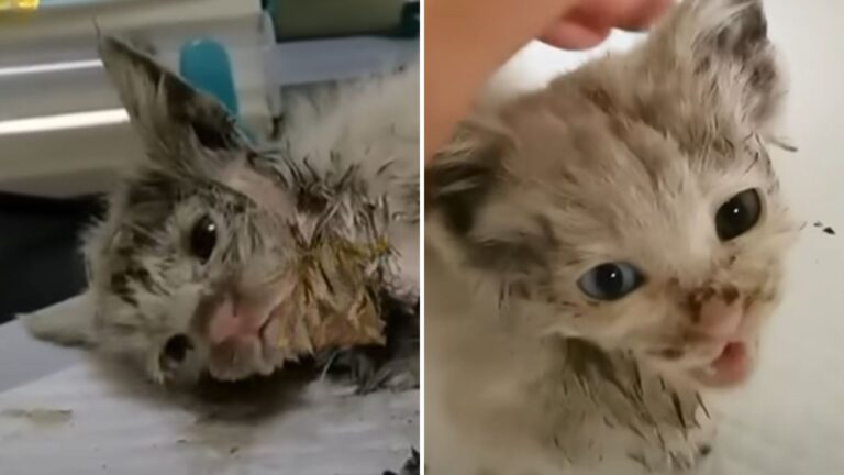 Minnesota Local Stumbles Upon Tiny Kitten Completely Covered In Mud Living Its Last Moments