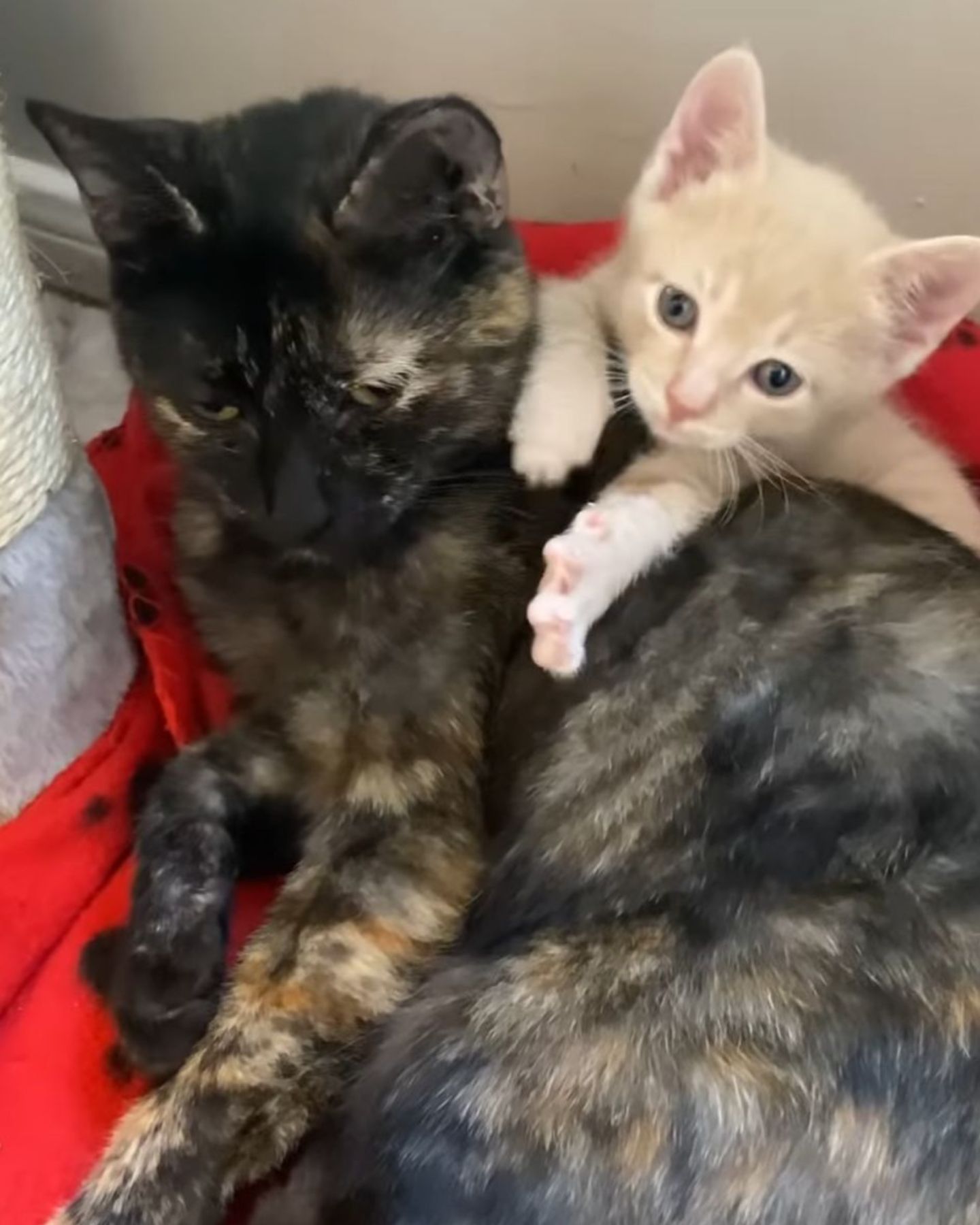 light kitten and a dark mother cat