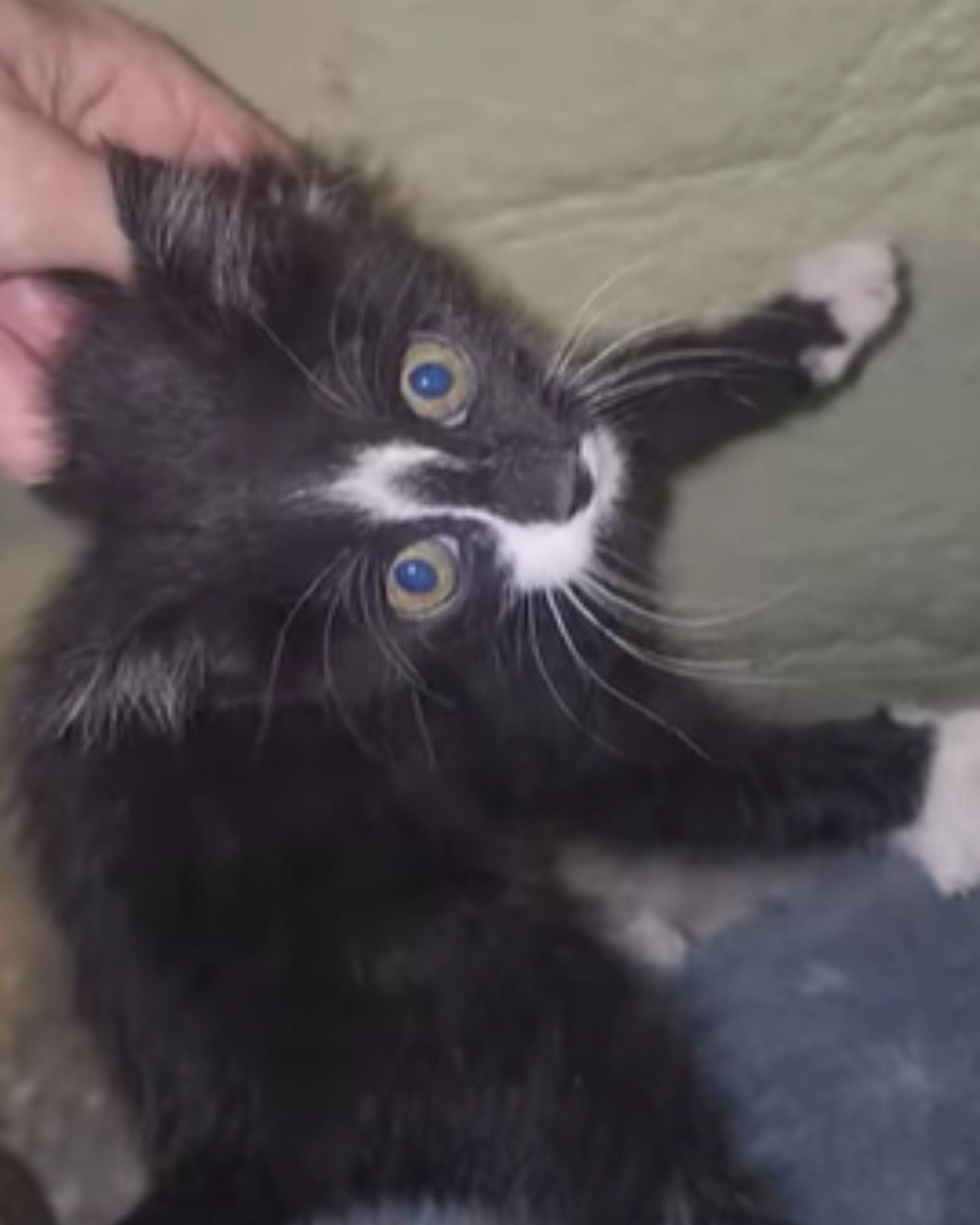 little black kitten