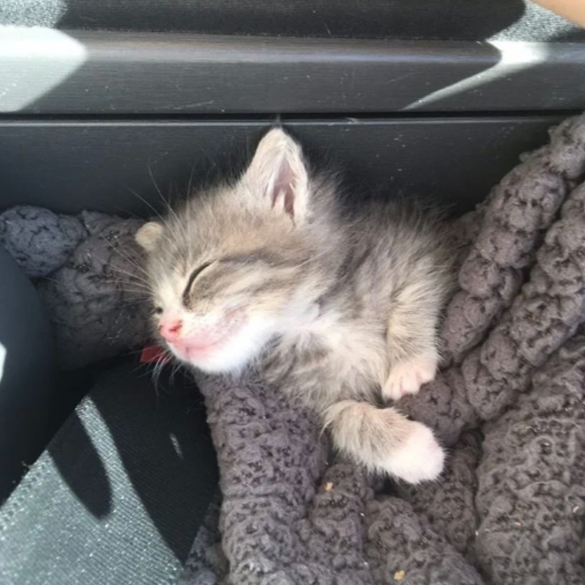 little cat is sleeping in the car
