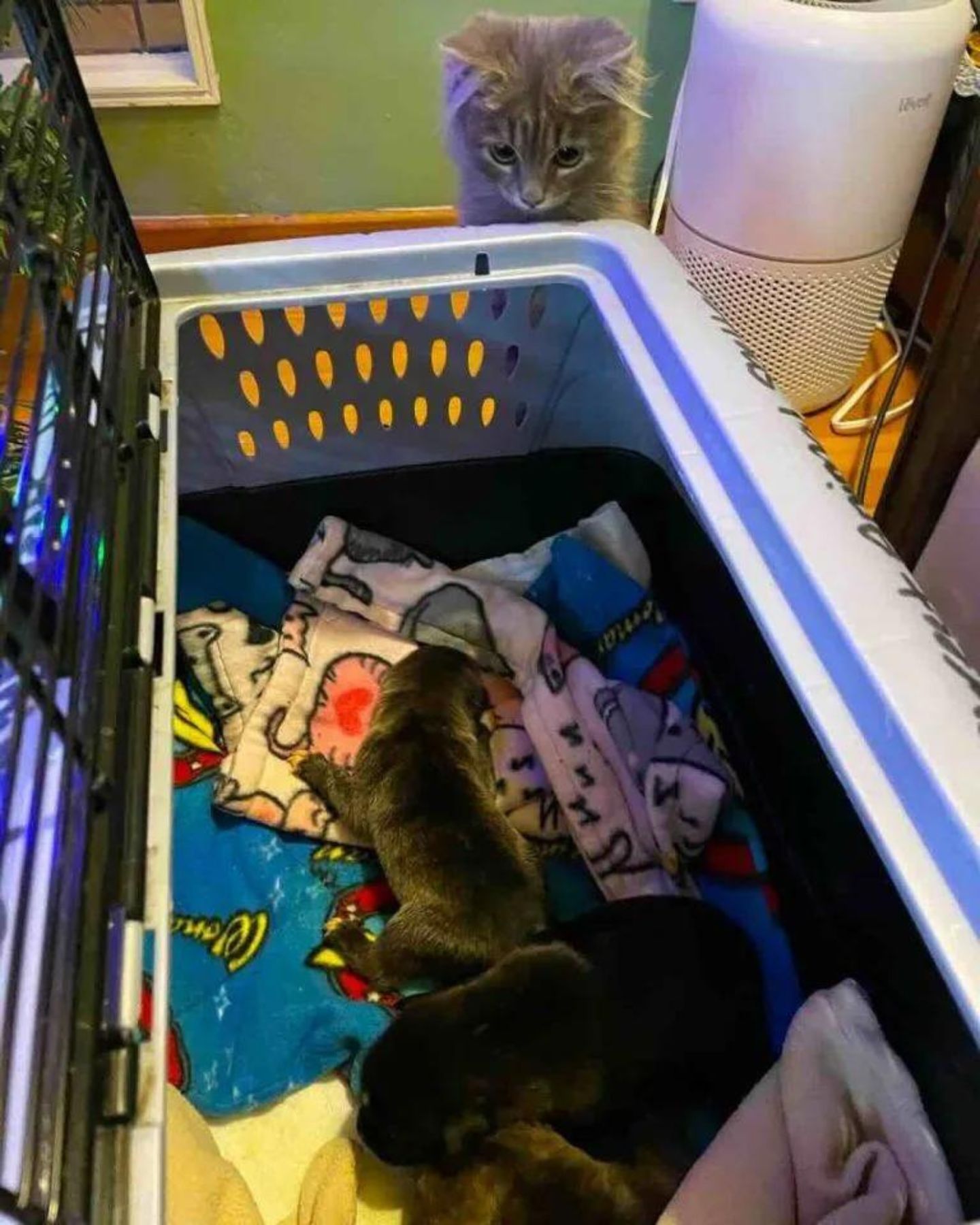 little dogs sleep in the transporter