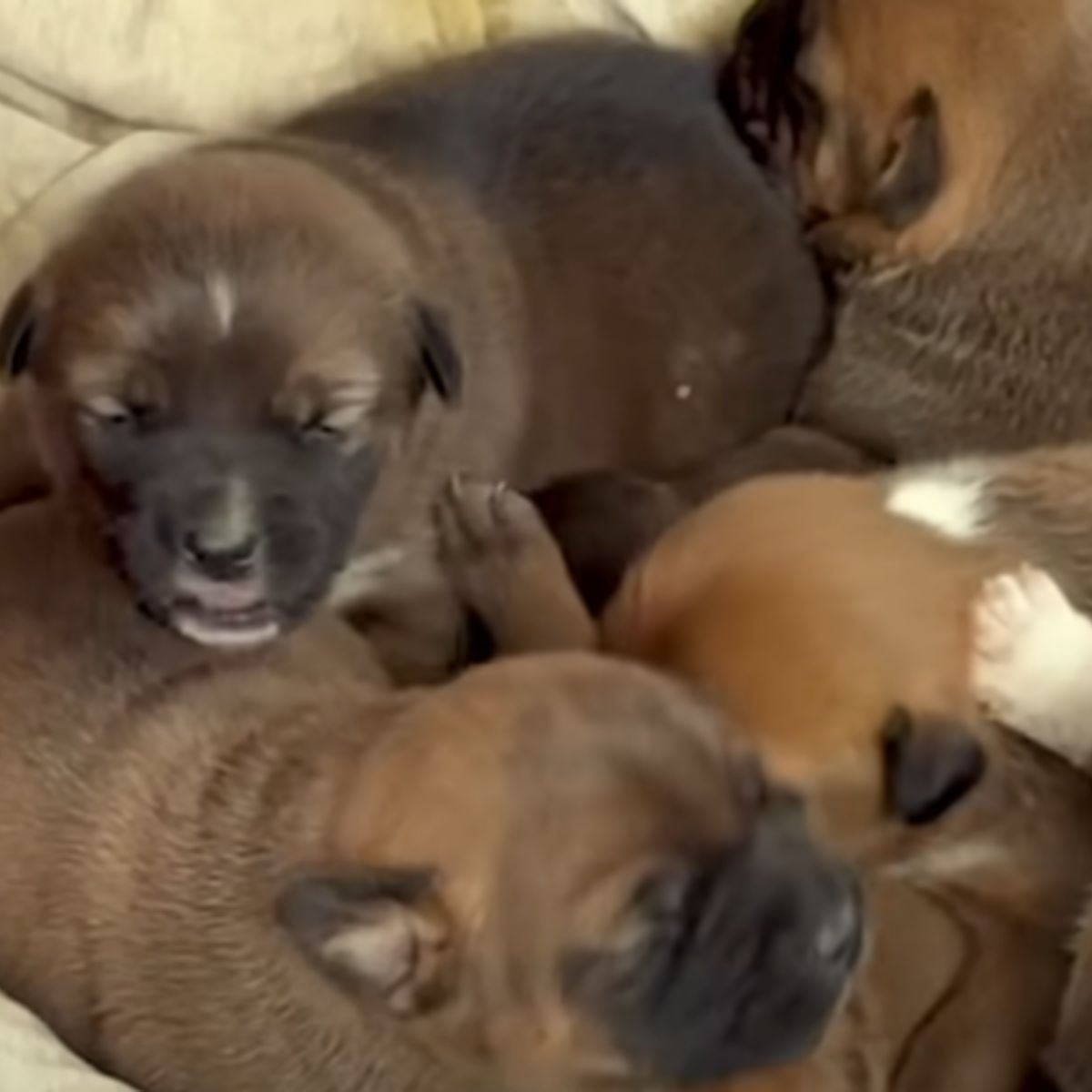 little dogs
