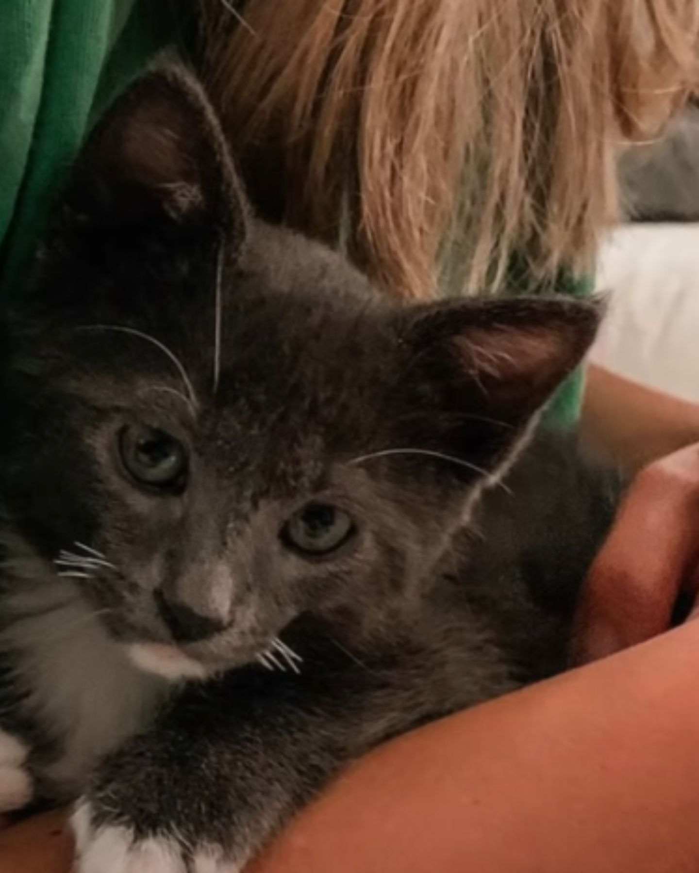 little gray kitten