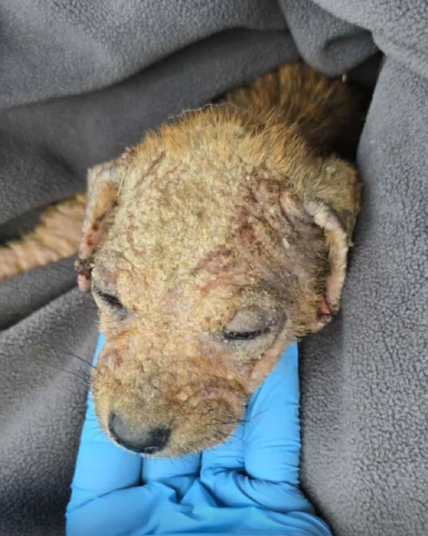 little injured puppy