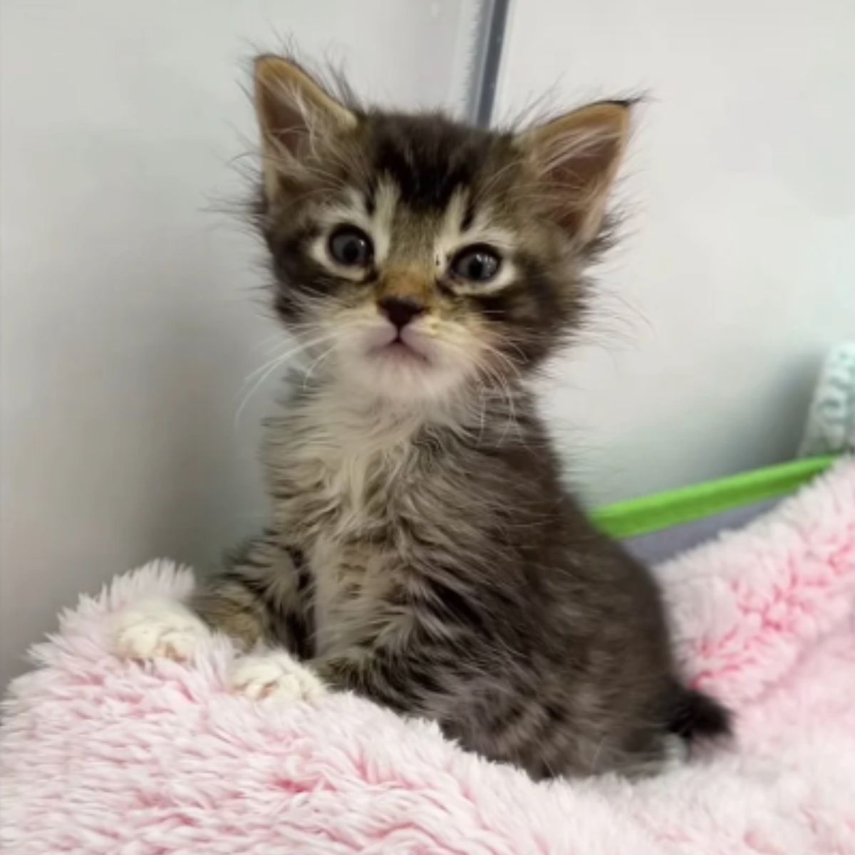 little kitten