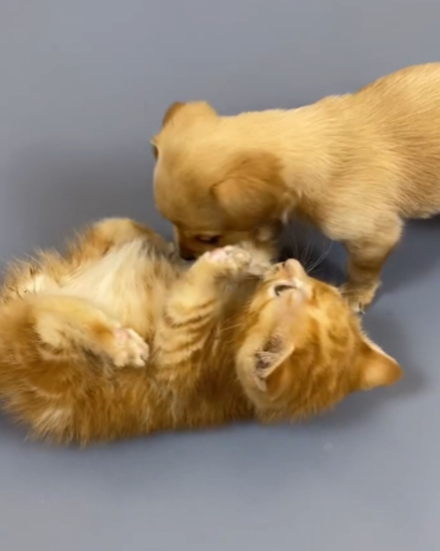 little kitten and puppy are happily playing