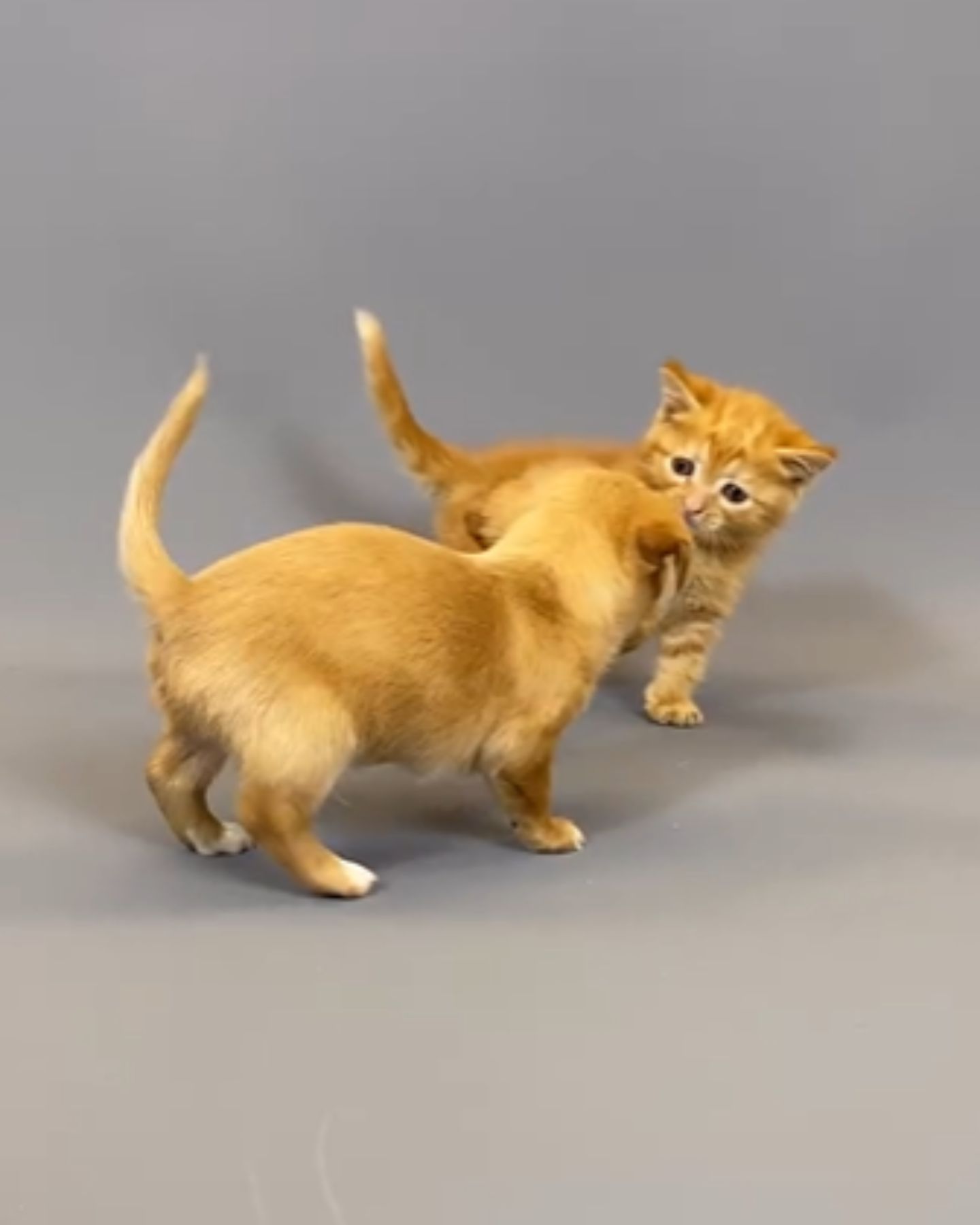 little kitten and puppy are playing