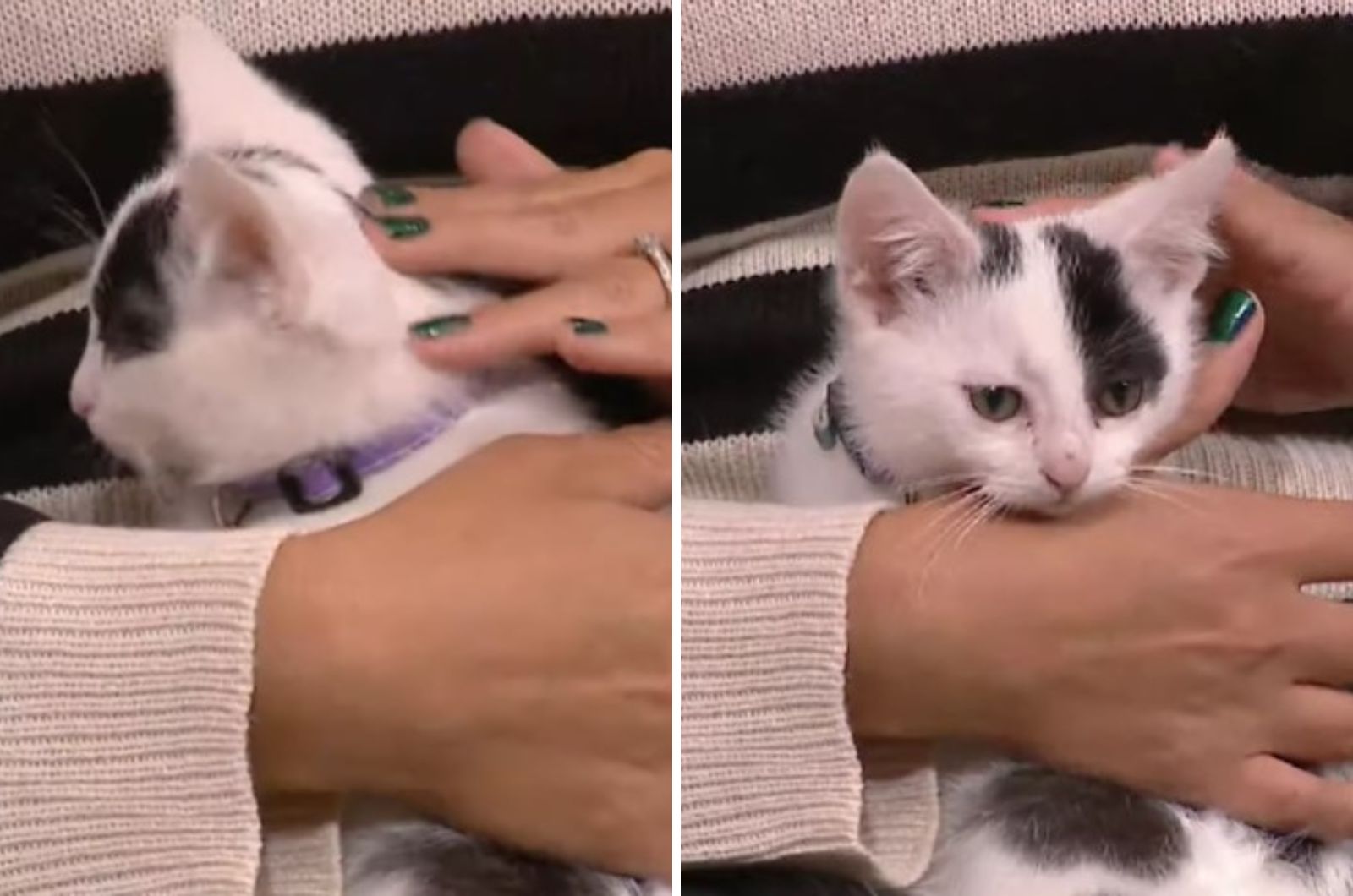little kitten cuddles