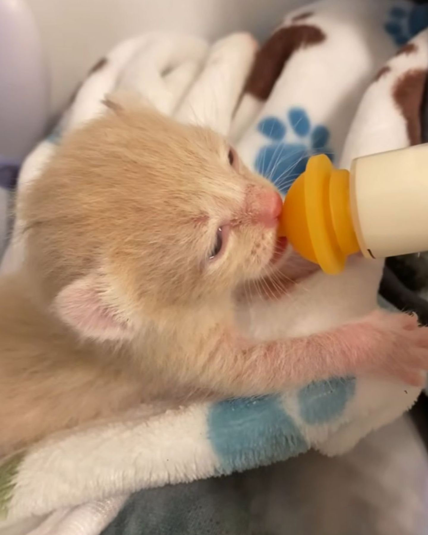 little kitten drinks milk from a bottle