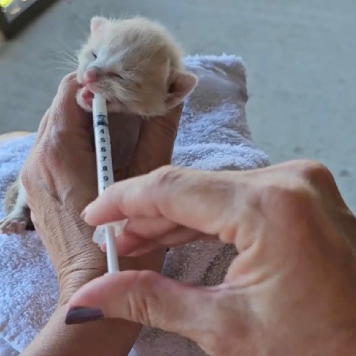 little kitten drinks milk from a syringe