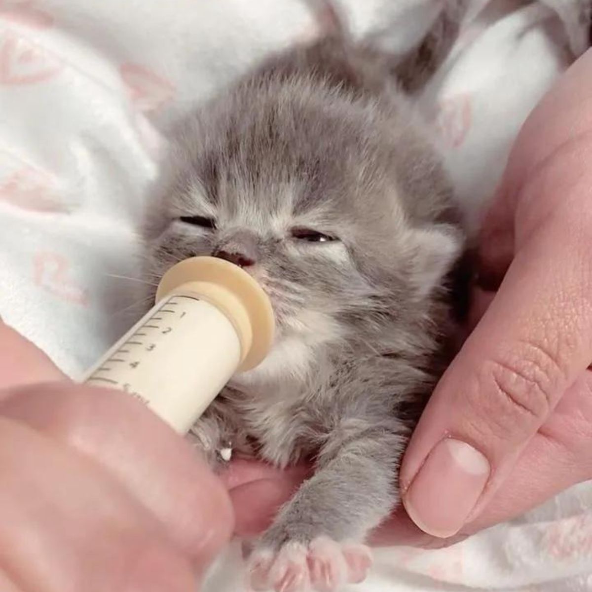 little kitten drinks milk from a syringe