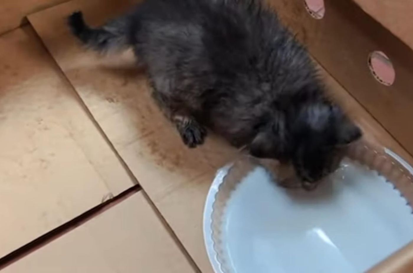 little kitten drinks milk