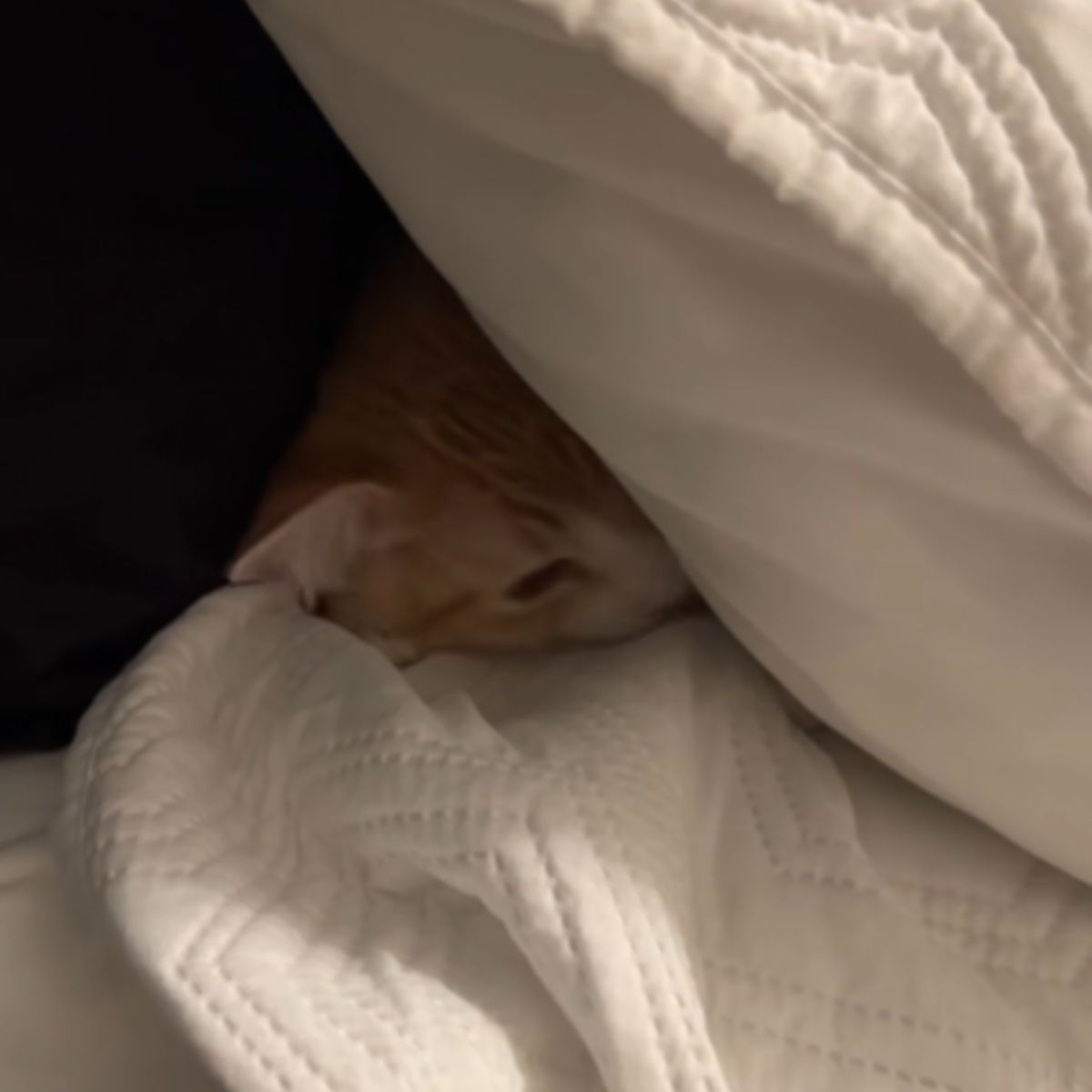 little kitten hid